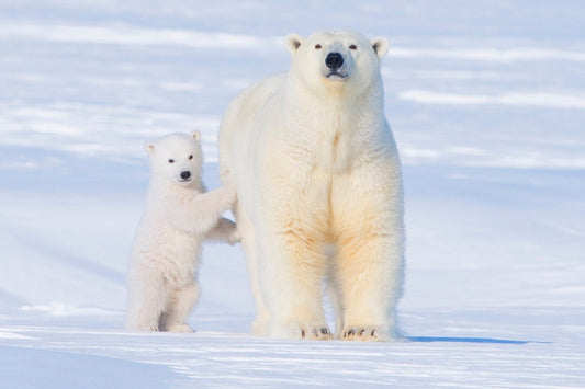 Exploaring the polar bear - Svalbardislands