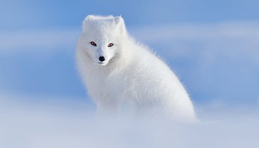 THE ANIMALS OF SVALBARD: A TREASURE TO PROTECT - Svalbardislands